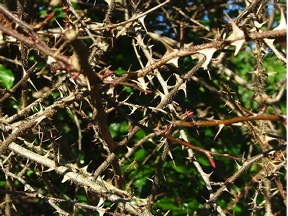 Thorn bush